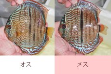 画像1: 【ディスカス】【通販】【激レア2026ニューストレイン】スーパーレッドカタナスポッテッドヘッケルクロス【個体ペア販売】15-17cm（生体）マレーシア　KLディスカスファーム (1)