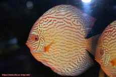 画像3: 【ディスカス】【通販】アルタムスターライトレッドターコイズ（ハイフォーム）【個体販売】17-18cm（生体）マレーシア　NAディスカスファーム (3)
