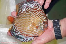 画像2: 【ディスカス】【通販】アルタムスターライトレッドターコイズ（ハイフォーム）【個体販売】17-18cm（生体）マレーシア　NAディスカスファーム (2)
