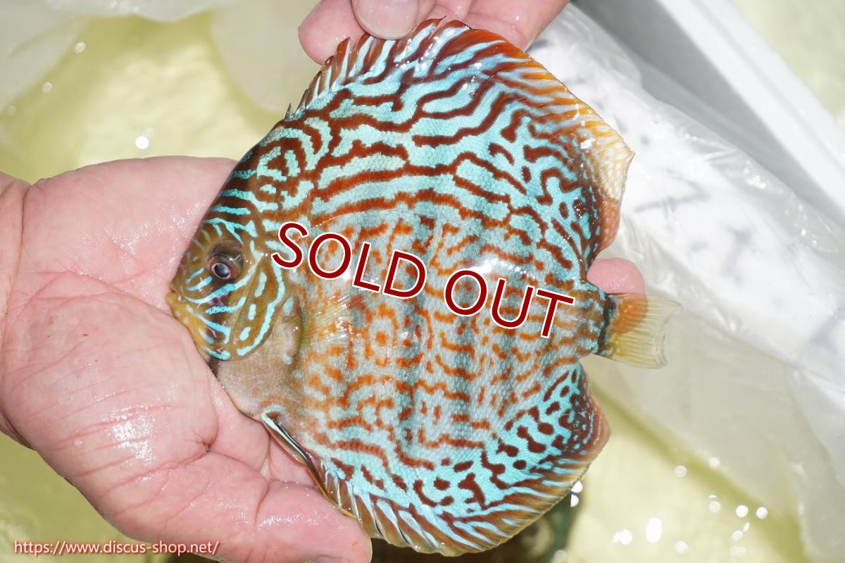 画像2: 【ディスカス】【通販】サクラメイズレオパード（ハイフォーム）【個体販売】15cm（生体）マレーシア　KLディスカスファーム (2)