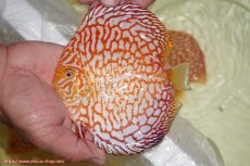 画像1: 【ディスカス】【通販】スーパーレッドパールチェッカーボード（ハイフォーム）【個体販売】12-13cm（生体）マレーシア　NAディスカスファーム (1)