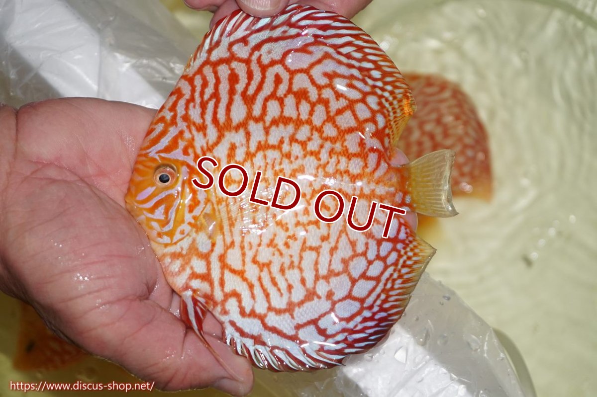 画像2: 【ディスカス】【通販】スーパーレッドパールチェッカーボード（ハイフォーム）【個体販売】12-13cm（生体）マレーシア　NAディスカスファーム (2)