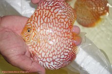 画像1: 【ディスカス】【通販】スーパーレッドパールチェッカーボード（ハイフォーム）【個体販売】12-13cm（生体）マレーシア　NAディスカスファーム (1)