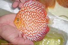 画像1: 【ディスカス】【通販】スーパーレッドパールチェッカーボード（ハイフォーム）【個体販売】12-13cm（生体）マレーシア　NAディスカスファーム (1)
