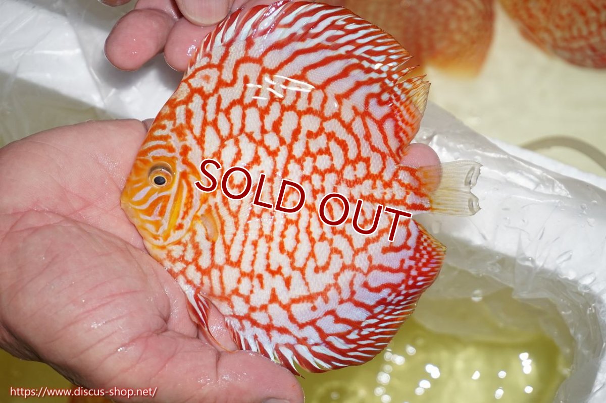 画像2: 【ディスカス】【通販】スーパーレッドパールチェッカーボード（ハイフォーム）【個体販売】12-13cm（生体）マレーシア　NAディスカスファーム (2)