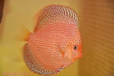 画像3: 【サマーセール クーポンご利用で更に10％OFF対象商品】【ディスカス】【通販】ロイヤルレッドパールサクラ（ハイフォーム）【個体販売】12cm（生体）マレーシア　NAディスカスファーム (3)