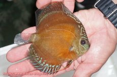 画像3: 【サマーセール クーポンご利用で更に10％OFF対象商品】【ディスカス】【通販】【最高峰激赤個体】紅月 ヤングスター(ウルトラグレード血統)【個体販売】12cm【証明書付】（生体）B-HOUSE 倉津氏作出 (3)