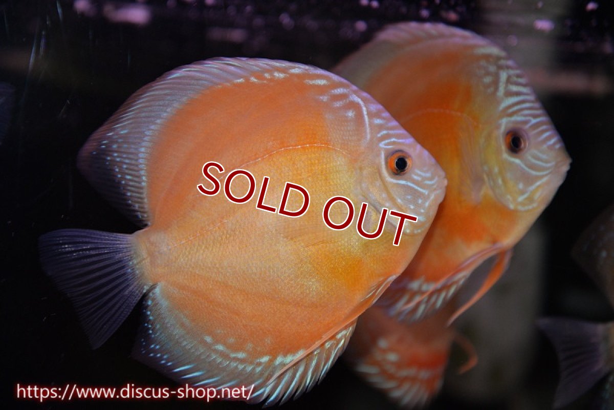 画像1: 【ディスカス】【通販】【最高峰激赤個体】紅月 ヤングスター(ウルトラグレード血統)【個体販売】11-12cm【証明書付】（生体）B-HOUSE 倉津氏作出 (1)