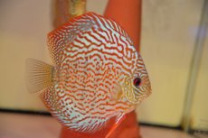画像2: 【ボーナスセール対象個体　クーポンご利用で更に10％OFF】【ディスカス】【通販】サクラレッドスポットグリーン（ハイフォーム）【個体ペア販売】13-14cm（生体）マレーシア　KLディスカスファーム (2)