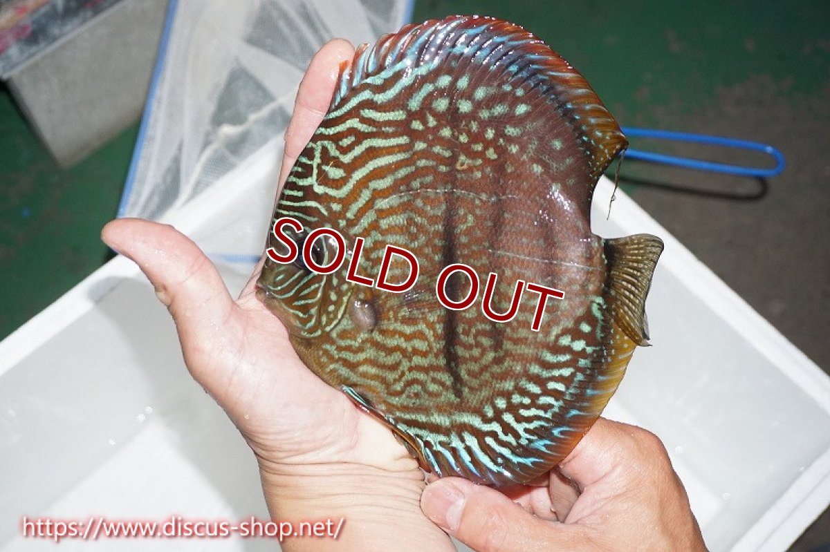 画像1: 【水槽整理のため超特価】【ディスカス】【通販】ヤムンダロイヤルブルー クロス ヤムンダブルームーン( F3)（ハイフォーム）【個体販売】16-18cm （生体）マレーシア　KLディスカスファーム (1)
