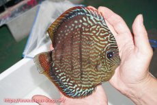 画像2: 【ディスカス】【通販】ヤムンダロイヤルブルー クロス ヤムンダブルームーン( F3)（ハイフォーム）【個体販売】16-18cm （生体）マレーシア　KLディスカスファーム (2)
