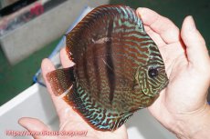 画像2: 【ディスカス】【通販】ヤムンダロイヤルブルー クロス ヤムンダブルームーン( F3)（ハイフォーム）【個体販売】16-18cm （生体）マレーシア　KLディスカスファーム (2)