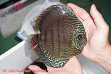 画像2: 【ディスカス】【通販】ヤムンダロイヤルブルー クロス ヤムンダブルームーン( F3)（ハイフォーム）【個体販売】16-18cm （生体）マレーシア　KLディスカスファーム (2)