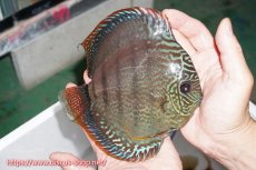 画像2: 【ディスカス】【通販】ヤムンダロイヤルブルー クロス ヤムンダブルームーン( F3)（ハイフォーム）【個体販売】16-18cm （生体）マレーシア　KLディスカスファーム (2)