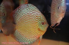 画像1: 【ディスカス】【通販】【コンテストクラス】アルタムスターライトレッドターコイズ（ハイフォーム）【個体販売】16-17cm（生体）マレーシア　NAディスカスファーム (1)