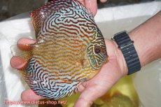 画像4: 【ディスカス】【通販】【コンテストクラス】アルタムスターライトレッドターコイズ（ハイフォーム）【個体販売】16-17cm（生体）マレーシア　NAディスカスファーム (4)