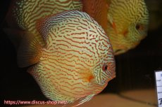 画像2: 【ディスカス】【通販】【コンテストクラス ジャンボサイズ】アルタムスターライトレッドターコイズ（ハイフォーム）【個体販売】18-19cm（生体）マレーシア　NAディスカスファーム (2)