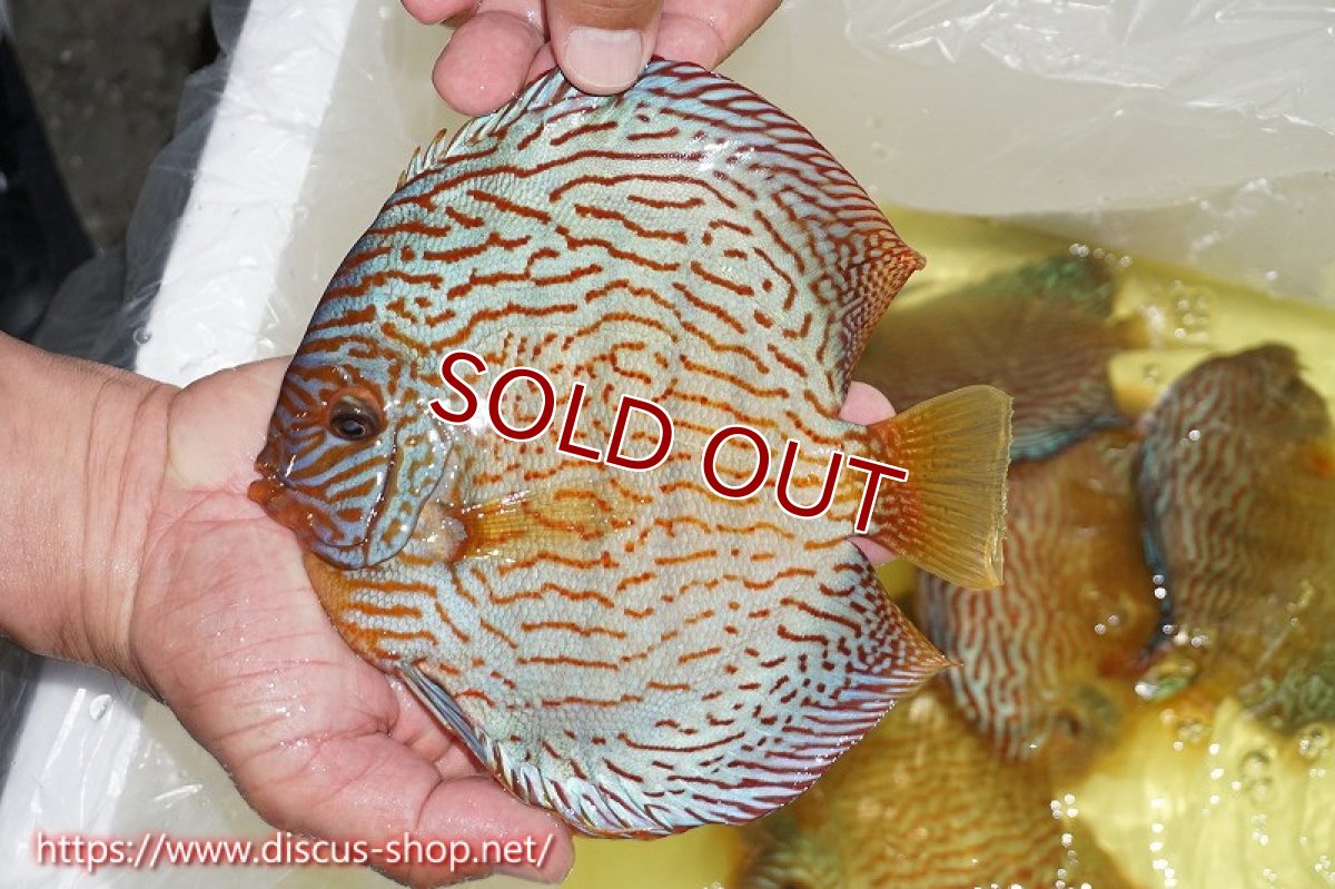 画像5: 【ディスカス】【通販】【コンテストクラス ジャンボサイズ】アルタムスターライトレッドターコイズ（ハイフォーム）【個体販売】18-19cm（生体）マレーシア　NAディスカスファーム (5)
