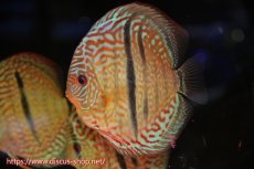 画像1: 【ディスカス】【通販】【究極のワイルドクロス】ロイヤルレッドターコイズヘッケルクロス（ハイフォーム）【個体販売】15cm（生体）マレーシア　KLディスカスファーム (1)