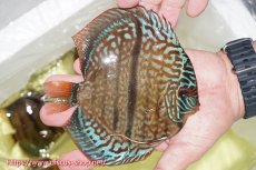 画像3: 【ディスカス】【通販】【究極のワイルドクロス】ロイヤルレッドターコイズヘッケルクロス（ハイフォーム）【個体販売】15cm（生体）マレーシア　KLディスカスファーム (3)