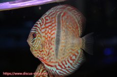 画像3: 【ディスカス】【通販】【究極のワイルドクロス】ロイヤルレッドターコイズヘッケルクロス（ハイフォーム）【個体販売】15cm（生体）マレーシア　KLディスカスファーム (3)