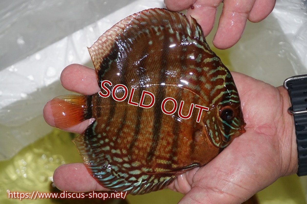 画像3: 【ディスカス】【通販】【究極のワイルドクロス】ロイヤルレッドターコイズヘッケルクロス（ハイフォーム）【個体販売】15cm（生体）マレーシア　KLディスカスファーム (3)