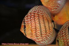 画像2: 【10％OFFクーポン対象個体】【ディスカス】【通販】【究極のワイルドクロス】ロイヤルレッドターコイズヘッケルクロス（ハイフォーム）【個体販売】15cm（生体）マレーシア　KLディスカスファーム (2)