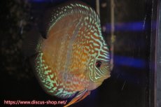 画像2: 【ディスカス】【通販】【究極のワイルドクロス】ラーゴパラコニロイヤルヘッケルクロス（ハイフォーム）【個体販売】15cm（生体）マレーシア　KLディスカスファーム (2)