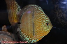 画像3: 【ディスカス】【通販】【究極のワイルドクロス】ラーゴパラコニロイヤルヘッケルクロス（ハイフォーム）【個体販売】15cm（生体）マレーシア　KLディスカスファーム (3)
