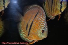 画像3: 【10％OFFクーポン対象個体】【ディスカス】【通販】【究極のワイルドクロス】ラーゴパラコニロイヤルヘッケルクロス（ハイフォーム）【個体販売】15cm（生体）マレーシア　KLディスカスファーム (3)