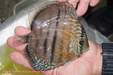 画像5: 【10％OFFクーポン対象個体】【ディスカス】【通販】【究極のワイルドクロス】ラーゴパラコニロイヤルヘッケルクロス（ハイフォーム）【個体販売】15cm（生体）マレーシア　KLディスカスファーム (5)