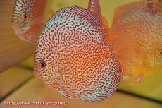 画像1: 【ディスカス】【通販】スーパーレッドキングバイパー（ハイフォーム）【個体販売】13cm（生体）マレーシア　NAディスカスファーム (1)