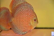 画像1: 【ディスカス】【通販】クリムゾンレッドギャラクシー（ハイフォーム）【個体販売】12cm（生体）マレーシア　NAディスカスファーム (1)