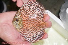 画像1: 【サマーセール クーポンご利用で更に10％OFF対象商品】【ディスカス】【通販】クリムゾンレッドギャラクシー（ハイフォーム）【個体販売】12cm（生体）マレーシア　NAディスカスファーム (1)