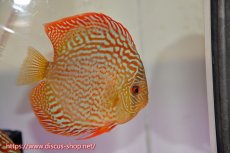 画像2: 【サマーセール クーポンご利用で更に10％OFF対象商品】【ディスカス】【通販】サクラメイズレオパード（ハイフォーム）【個体ペア販売】15cm（生体）マレーシア　KLディスカスファーム (2)
