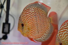 画像5: 【サマーセール クーポンご利用で更に10％OFF対象商品】【ディスカス】【通販】サクラメイズレオパード（ハイフォーム）【個体ペア販売】15cm（生体）マレーシア　KLディスカスファーム (5)