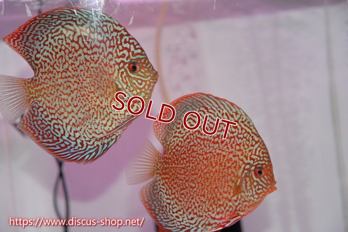 画像1: 【ディスカス】【通販】ロイヤルレッドパールサクラ（ハイフォーム）【個体ペア販売】12cm（生体）マレーシア　NAディスカスファーム (1)