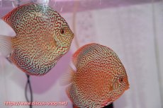 画像1: 【サマーセール クーポンご利用で更に10％OFF対象商品】【ディスカス】【通販】ロイヤルレッドパールサクラ（ハイフォーム）【個体ペア販売】12cm（生体）マレーシア　NAディスカスファーム (1)