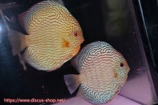 画像1: 【ディスカス】【通販】【コンテストクラス ジャンボサイズ】アルタムスターライトレッドターコイズ（ハイフォーム）【個体ペア販売】17-19cm（生体）マレーシア　NAディスカスファーム (1)