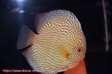 画像2: 【ディスカス】【通販】【コンテストクラス ジャンボサイズ】アルタムスターライトレッドターコイズ（ハイフォーム）【個体ペア販売】17-19cm（生体）マレーシア　NAディスカスファーム (2)