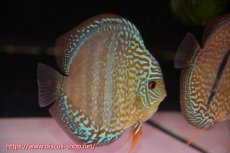 画像2: 【ディスカス】【通販】【究極のワイルドクロス】ラーゴパラコニロイヤルヘッケルクロス（ハイフォーム）【個体ペア販売】15cm（生体）マレーシア　KLディスカスファーム (2)