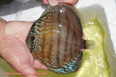 画像3: 【ディスカス】【通販】【究極のワイルドクロス】ラーゴパラコニロイヤルヘッケルクロス（ハイフォーム）【個体ペア販売】15cm（生体）マレーシア　KLディスカスファーム (3)