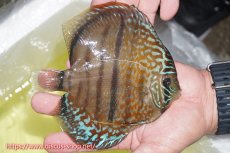 画像4: 【ディスカス】【通販】【究極のワイルドクロス】ラーゴパラコニロイヤルヘッケルクロス（ハイフォーム）【個体ペア販売】15cm（生体）マレーシア　KLディスカスファーム (4)
