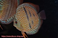 画像5: 【ディスカス】【通販】【究極のワイルドクロス】ラーゴパラコニロイヤルヘッケルクロス（ハイフォーム）【個体ペア販売】15cm（生体）マレーシア　KLディスカスファーム (5)
