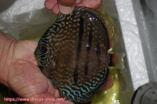画像6: 【ディスカス】【通販】【究極のワイルドクロス】ラーゴパラコニロイヤルヘッケルクロス（ハイフォーム）【個体ペア販売】15cm（生体）マレーシア　KLディスカスファーム (6)