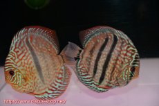 画像1: 【ディスカス】【通販】【究極のワイルドクロス】ロイヤルレッドターコイズヘッケルクロス（ハイフォーム）【個体ペア販売】15cm（生体）マレーシア　KLディスカスファーム (1)