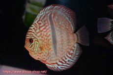 画像2: 【ディスカス】【通販】【究極のワイルドクロス】ロイヤルレッドターコイズヘッケルクロス（ハイフォーム）【個体ペア販売】15cm（生体）マレーシア　KLディスカスファーム (2)
