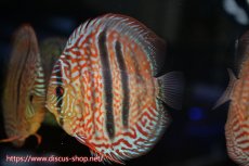画像5: 【ディスカス】【通販】【究極のワイルドクロス】ロイヤルレッドターコイズヘッケルクロス（ハイフォーム）【個体ペア販売】15cm（生体）マレーシア　KLディスカスファーム (5)