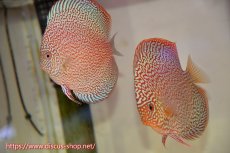 画像1: 【ディスカス】【通販】ロイヤルレッドパールサクラ（ハイフォーム）【個体ペア販売】12cm（生体）マレーシア　NAディスカスファーム (1)