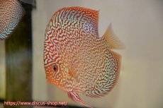 画像2: 【ディスカス】【通販】ロイヤルレッドパールサクラ（ハイフォーム）【個体ペア販売】12cm（生体）マレーシア　NAディスカスファーム (2)